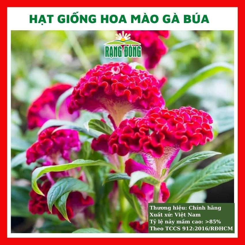 Hạt giống hoa mào gà búa hồng nhung - rau củ quả trồng chậu, sân vườn ban công nảy mầm cao 0,1g RADO912