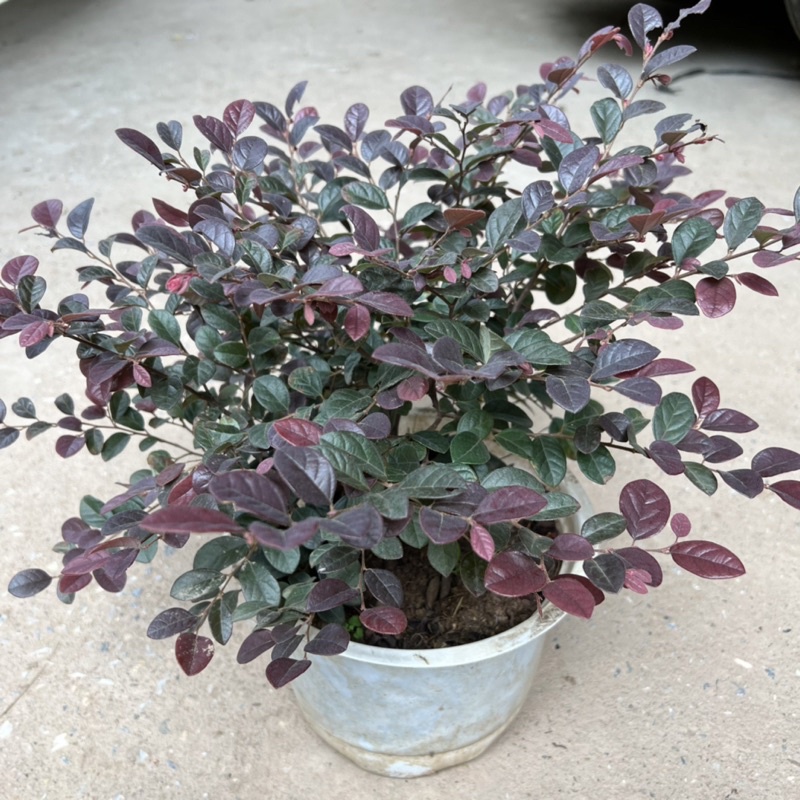 Cây hồng phụng hoa đỏ tán lá xòe đẹp mắt, cây cảnh trang trí sân vườn, ban công và trang trí tiểu cảnh