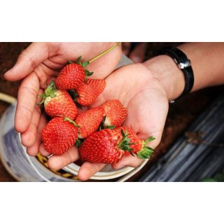 [Ngó] cây giống dâu New Zealand - Giống chịu nhiệt tốt cho trái giòn ngọt - Trang Flowers