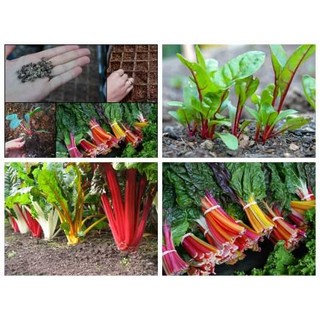 HẠT GIỐNG CẢI CẦU VỒNG