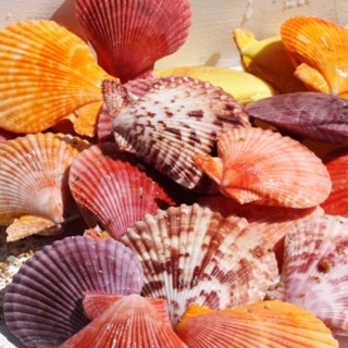 Vỏ sò nhiều màu trang trí ( 10 miếng)
