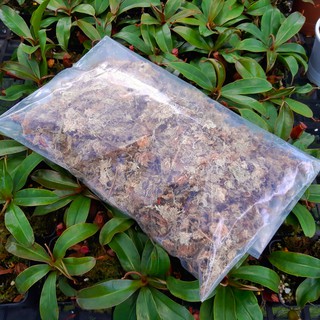 Dớn khô 1kg - giá thể trồng lan, cây bắt mồi