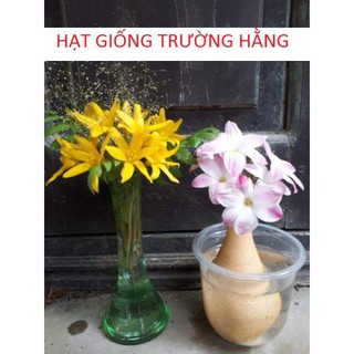 Củ hoa Huệ Mưa Vàng Citrina (Size Mẹ / Baby)