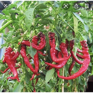 ớt ngọt Jimmy Nardello ( 5hạt ) Sweet pepper