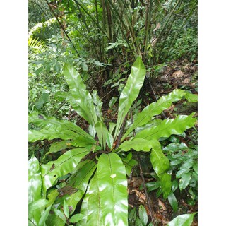 ổ phụng, ổ quạ kiểng vườn