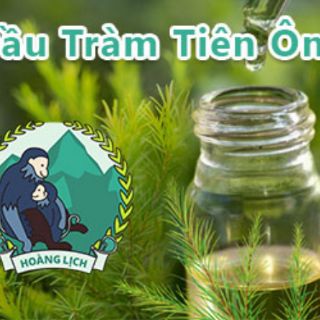 DẦU TRÀM TIÊN ÔNG 10ml