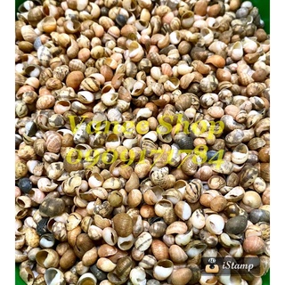 Vỏ ốc bắp sọc nhí 100gr