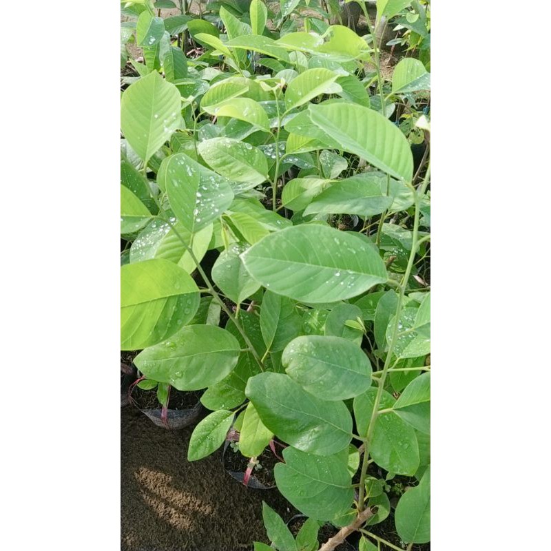 CÂY GIỐNG NA DỨA ĐÀI LOAN