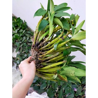 hoàng lạp rừng hoa vàng
