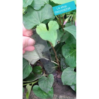 Cây diếp cá 1k/2 cây, combo 10k 25cây