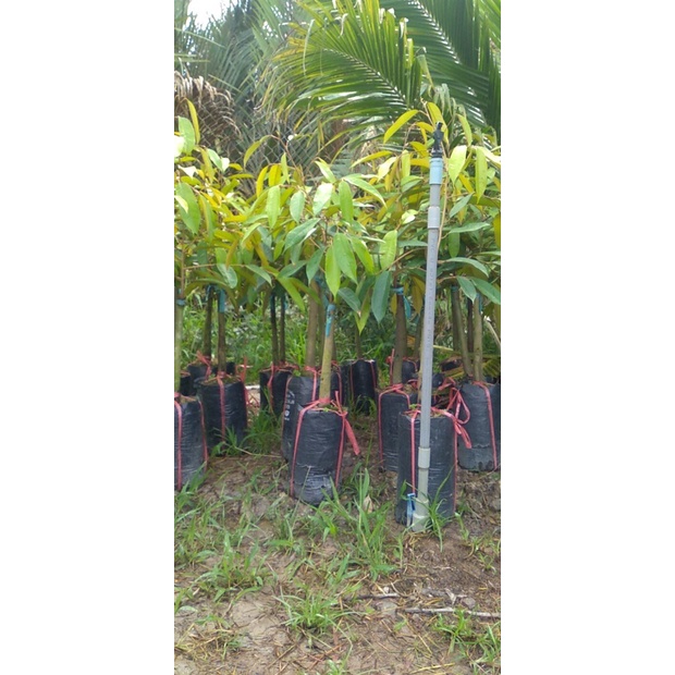 CÂY GIỐNG SẦU RIÊNG THÁI