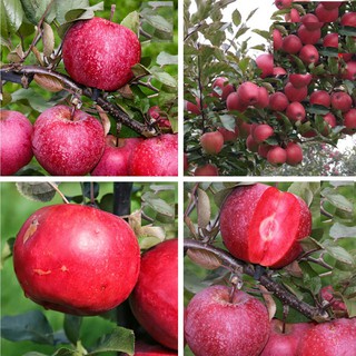 Hạt giống cây ăn trái táo đỏ Mỹ