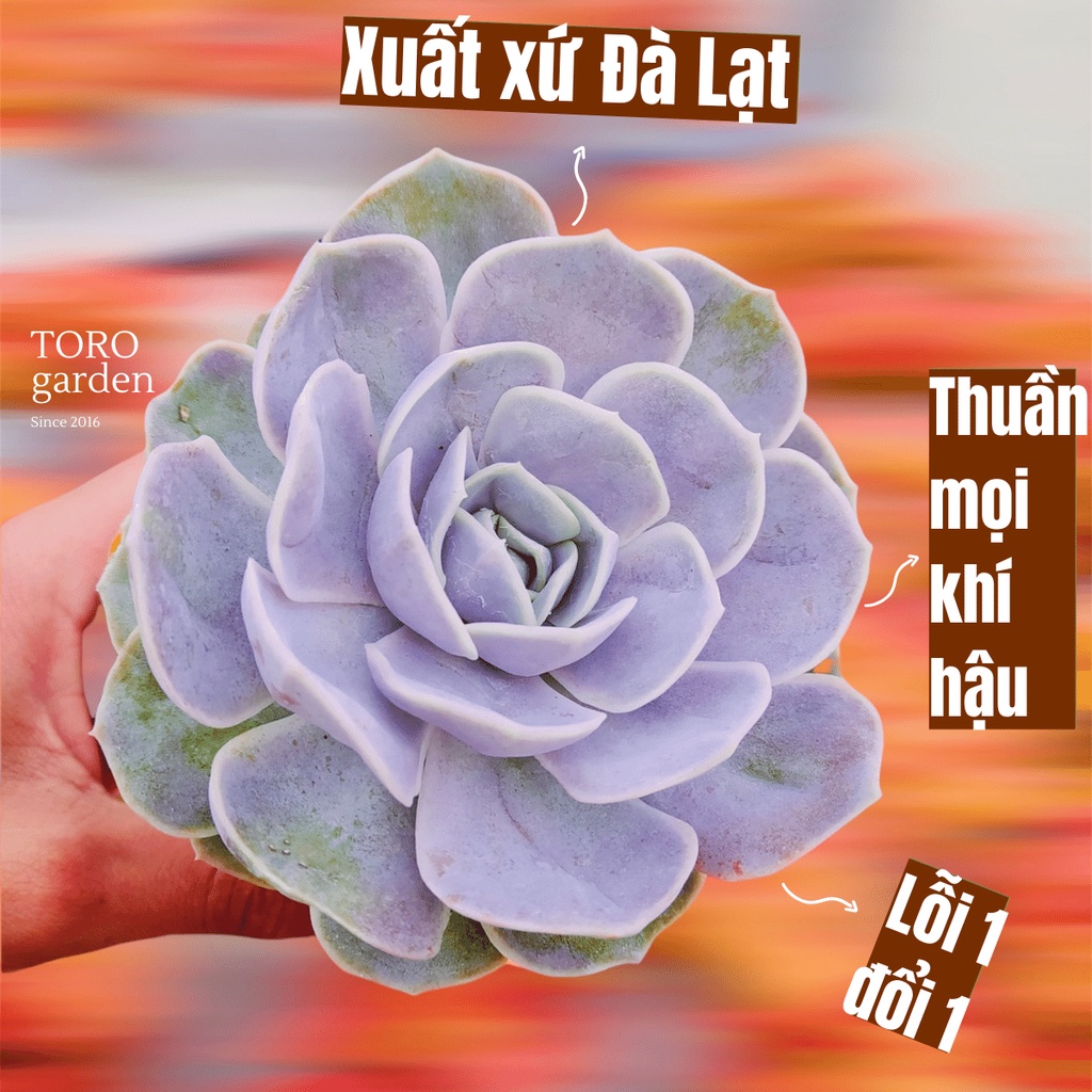 SEN ĐÁ LOLA TÍM ĐÀ LẠT SIZE TRUNG BÌNH, SIÊU KHOẺ ĐẸP, THUẦN MỌI KHÍ HẬU, HƯ 1 ĐỔI 1