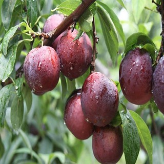 2 Cây giống Mận hậu