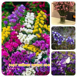 Hạt Giống Hoa Salem Mix - 100 Hạt