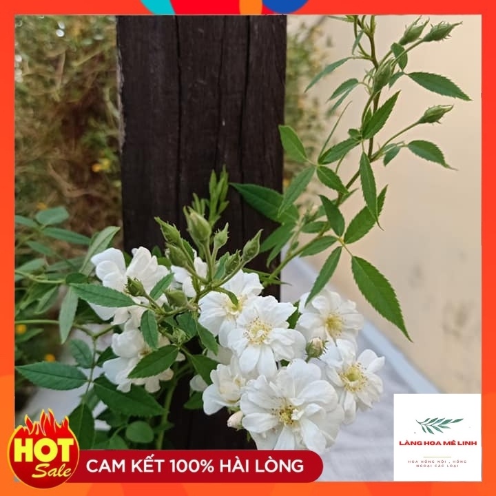 Hoa hồng leo Ngỗng Tuyết- Snow Goose -CÂY ĐANG RA HOA - ẢNH THẬT