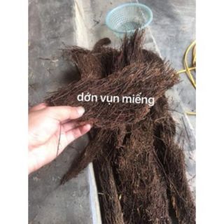 Dớn cắt miếng trồng lan
