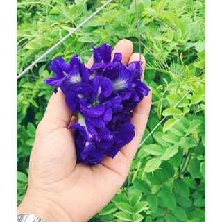 Hạt giống hoa Đậu biếc