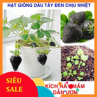 100 Hạt giống Dâu tây đen Chịu nhiệt (tặng gói kích nẩy mầm và hướng dẫn) VIETPHAT