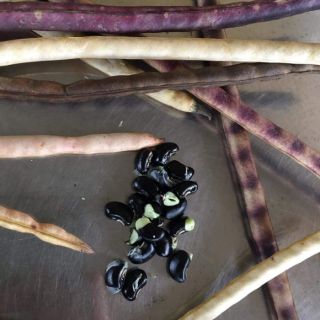ĐẬU ĐEN XANH LÒNG ORGANIC