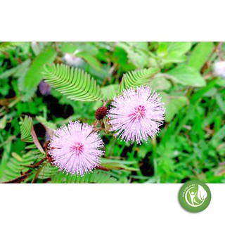 Cây xấu hổ Khô 1KG - ND145