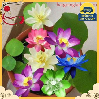 Set 10 Hạt Sen Mini - Tự Chọn Màu