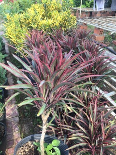 Cây ánh dương(cây phát tài)