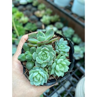 SEN BẦU MIX TỪ 3-4 CÂY