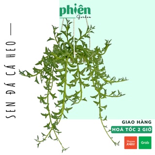 Cây Sen Đá Cá Heo chậu treo đẹp