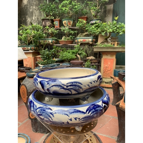 Ang tròn trồng cây bon sai - trồng cây bonsai cổ thụ