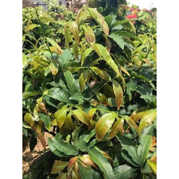 50g Phân Bón Phục Hồi Cây Mai ra rễ mạnh, đâm chồi nhiều,to nụ, to bông, gốc to, cây xanh dày lá tốt xum xuê gói 50g