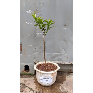 Chanh đào cây giống