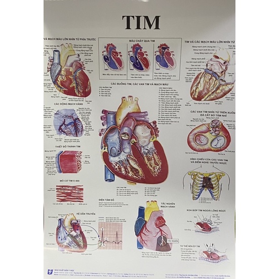 Tranh Giải phẫu người 13 hệ cơ (13 tờ)