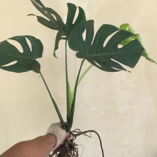 Combo 1 cây Monstera và 1 chậu trầu bà lá lỗ