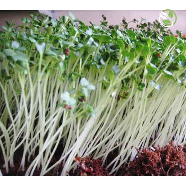 Hạt Giống Cải Mầm  Phú Nông - Gói 50g-100g