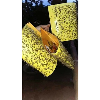 1 miếng keo bẫy ruồi vàng cho lan, hoa, khổ qua bầu bí