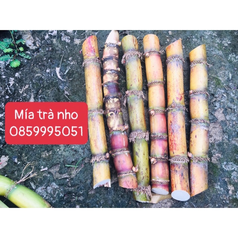 Mía trà nho giống 3 đoạn dài 30cm