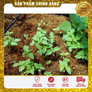 Hạt Giống Rau Thơm Xả (É Trắng) Ngon -0,5gr