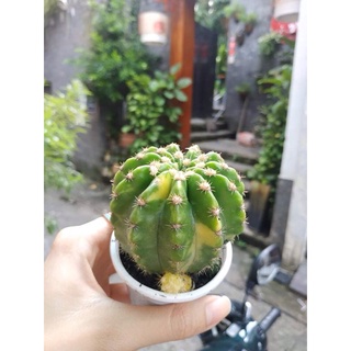 Xương rồng sen đá ECHINO LEM