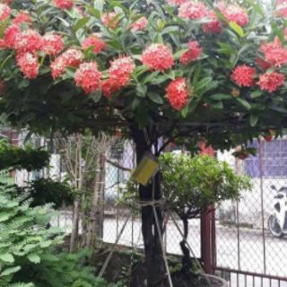 Cây mẫu đơn thái