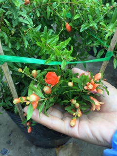 Cây Lựu kiểng