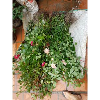 Combo 100 cây dễ trần