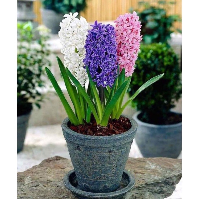 Củ hoa tiên ông HOA TẾT