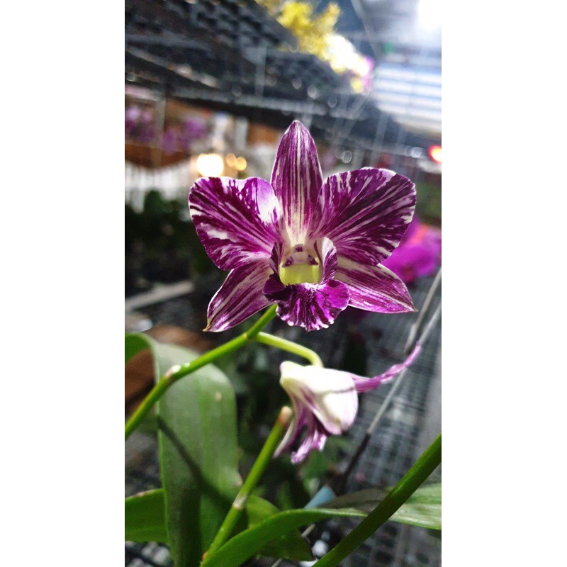 Hoa lan dendro chớp sao băng - bán kie