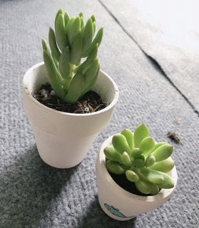 Sen đá kèm chậu cute set 2c ( tặng 1)