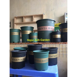 Combo 5 chậu Monrovia 1GAL (chậu trồng hoa) cao cấp