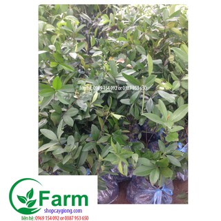 cây cherry brazil chịu nhiệt