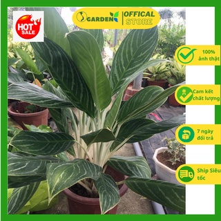 Cây bạch mã hoàng tử trang trí văn phòng, phòng khách.