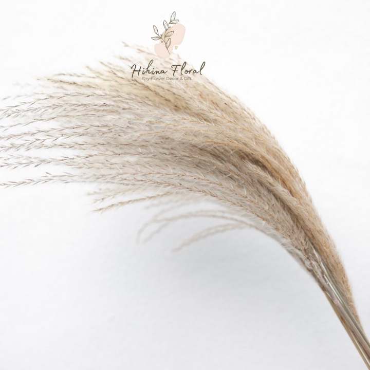 Cỏ Lau Sợi Pampas Mini, Lau Thật Sấy Khô Nhiều Màu Dùng Deocr, Trang Trí