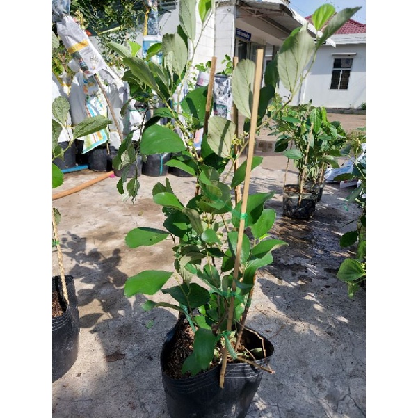 Cây giống táo Thái Lan